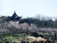 -上海海湾国家森林公园