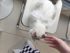 -怪兽屋·羊驼·猫咖·狗咖(俊华广场店)