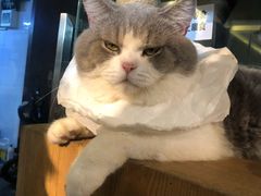 -more than meow吴止猫主题餐厅(承德 中船汇店)