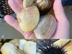 -东山珍珠岛