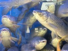 -鱼粤鲜淘米捞·中山脆肉鲩火锅(悦湖会店)