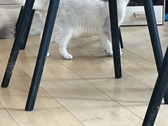 -Let's go狗咖·猫咖·奶狗·桌游(春熙路IFS店)