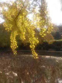 -四川大学(华西校区)