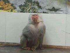 秦岭野生动物园-西安秦岭野生动物园