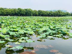 -荷塘月色湿地公园·向阳花洲