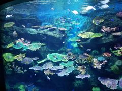 -暹罗海洋世界