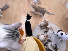 -有喵·猫咖·狗咖·30几只猫10只小狗(岗厦店)