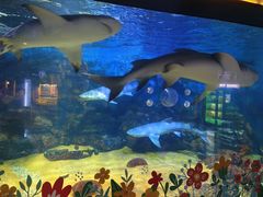 -烟台海昌鲸鲨海洋公园