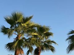 -仙湖旅游度假区