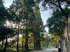 -上海佘山国家森林公园天马山园