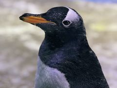 -芜湖新华联大白鲸海洋公园