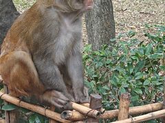 -黔灵山公园