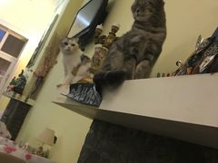 -猫色咖啡·猫咖