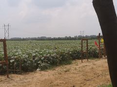 -华莱士·全鸡汉堡(皇山花园店)