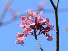 -天适樱花悠乐园