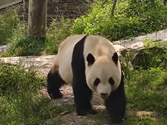 -卧龙中华大熊猫苑神树坪基地