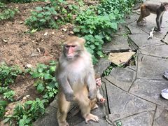 -黔灵山公园