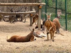 -北京野生动物园