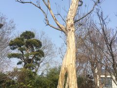 -武汉紫薇都市田园