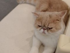 -飞行喵MR PILOT|猫舍·猫咖(静安大融城店)