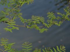 -阳澄湖半岛旅游度假区