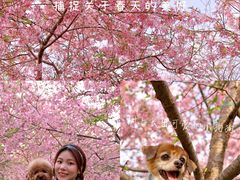-天适樱花悠乐园