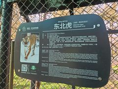 -横道河子东北虎林园