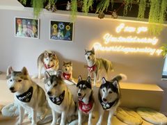 -Husky Go! 哈士奇体验馆·宠物咖啡厅狗咖