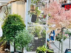 -溪岸路花鸟市场