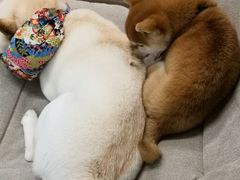 -柴迷FANS CLUB·柴犬狗咖·猫咖
