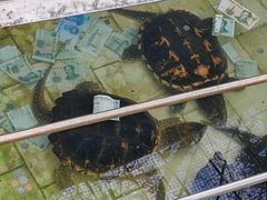 -昆明动物园