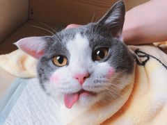-乐派堂宠物医院·猫友好· 心脏科(东街店)