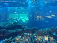 -迪拜水族馆及水下动物园