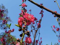 -桃花涧