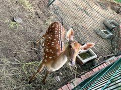 -丽泽山庄·生态怀柔菜·虹鳟鱼(红螺寺店)
