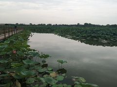 -白洋淀景区