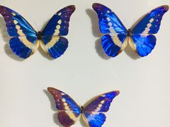 -上海昆虫博物馆