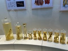 -广东中医药博物馆