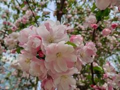 -海棠花溪(元大都城垣遗址公园)