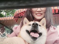 -柴犬高等学院·狗咖·柴犬售卖·宠物训练