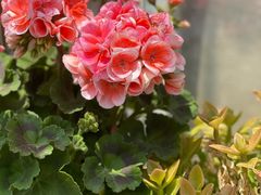 -明月楼·糕团店(三元坊店)