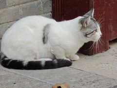 -西安大兴善寺