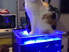 -平行世界·猫咖(首经贸店)