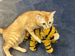 -宠物星动物医院·眼科·异宠·猫科(江南大道总院)