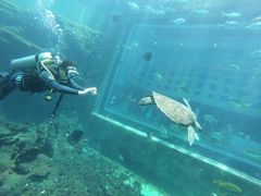 -瑞德姆美人鱼海底演艺主题餐厅(亚龙湾店)