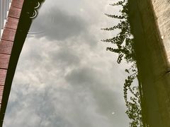 -银湖山郊野公园-相思林
