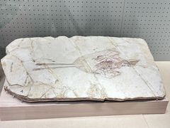 -辽宁古生物博物馆