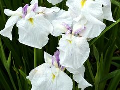 -上海植物园-4号门售票处