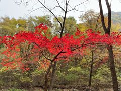 -关门山森林公园