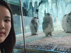 -帝企鹅自助餐厅•儿童岛•真企鹅(长隆企鹅酒店)